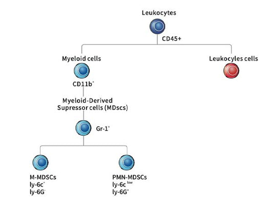 Multi - color Flow Cytometry Mini Panel for Macrophage Identification