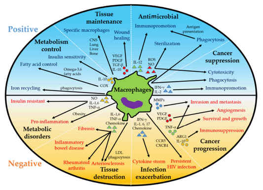 Frontiers in Macrophage Research: From Microenvironment Regulation to Novel Strategies for Disease Treatment