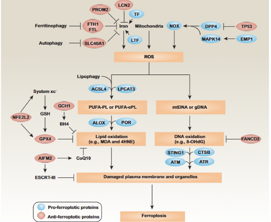 Ferroptosis Signaling Pathway: Panoramic Analysis of Core Mechanisms and Research Strategies