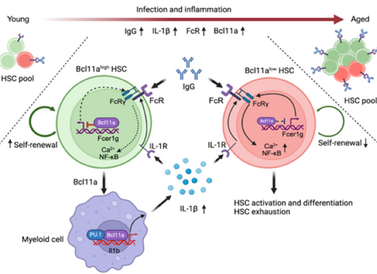 How Does Bcl11a Regulate Hematopoietic Stem Cell Aging? Absin ELISA Kit Facilitates Inflammatory Mechanism Research