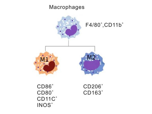 Multi - color Flow Cytometry Mini Panel for Macrophage Identification