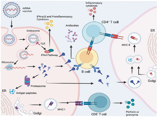 Exploring the mRNA Vaccine Production Process: The Central Role of Enzymatic Products