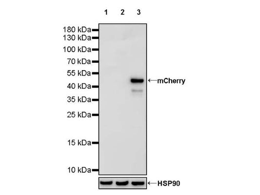 Anti-RFP/mCherry Agarose Beads: The Optimal Choice for Purifying Fluorescently Tagged Proteins