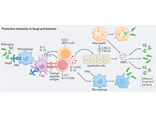 The Hot Target IL-17A: The 'Mastermind' Behind Autoimmune Diseases