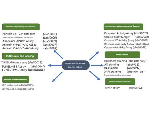 A comprehensive guide to apoptosis detection