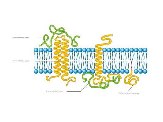 WB incurable disease - membrane protein