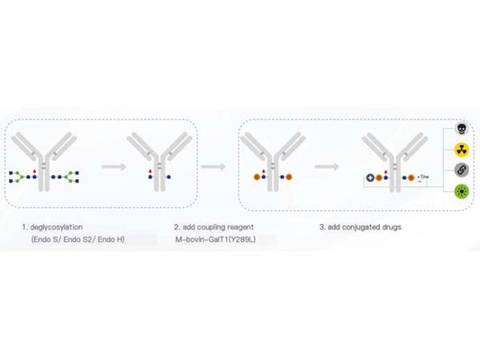 ADC Drug Conjugation: Focusing on Glycosyl Conjugation Technology
