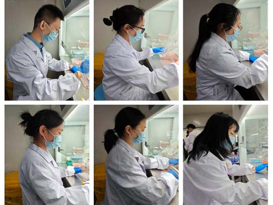 A wonderful review of the 14th Absin Organoid Training Course