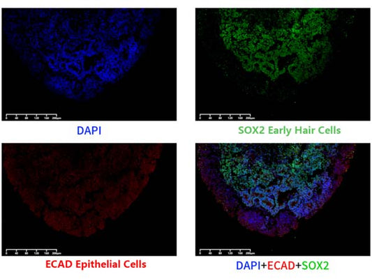 Human Pluripotent Stem Cell (hPSC)-Derived Organoid Kit