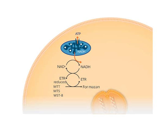 A Comprehensive Overview of the Major Categories of Cell Viability Assays