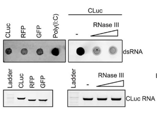 dsRNA | A Hallmark of Viral Infection