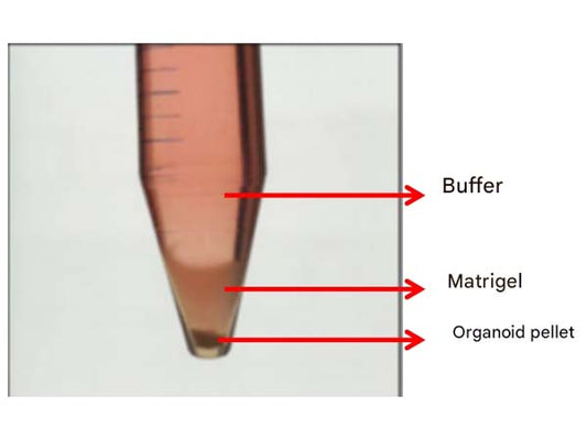 Why are organoids not long after passage?