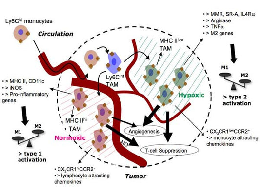 Decoding the “Invisible Killer” in the Tumor Microenvironment: How Does mIHC Reveal the Immune Battlefield of Cancer?