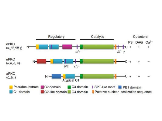 The Protein Kinase C Antibody Panel Has Arrived!