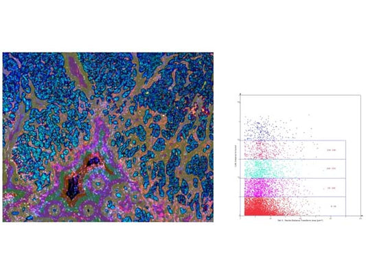 Albison panoramic multi-labeled tissue microenvironment staining analysis
