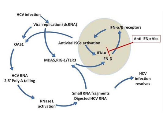 dsRNA | A Hallmark of Viral Infection