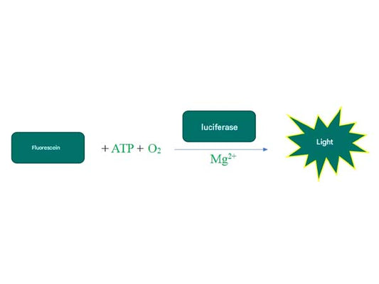 Cellular ATP luminescence detection strategy