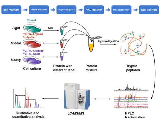 Dialyzed fetal bovine serum plays a role in these research areas
