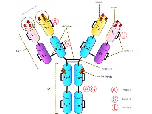 Antibody affinity purification resin solutions