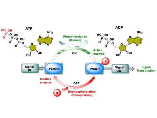 (pan)-Specific Antibodies and Custom Services: Facilitating Research on Post-Translational Modifications (PTMs)