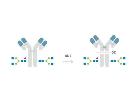 Antibody- cleaving enzyme products