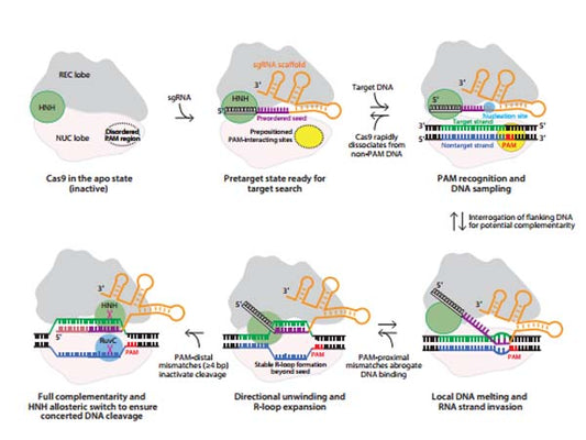 Scissor hands: CRISPR/Cas9
