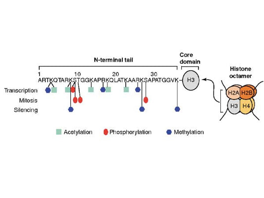 Histone H3 Modifications: The Silent Conductors in the Cellular Symphony