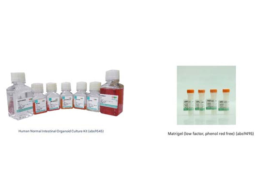 IPS-induced intestinal organoid culture strategy
