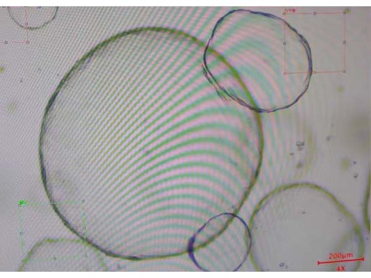 A wonderful review of the 15th Absin organoid training course