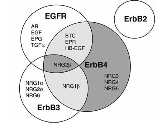 EGFR Family: How the "Conductors" of Cell Growth Become the "Accomplices" of Cancer? A Comprehensive Analysis from Targeted Therapy to Overcoming Drug Resistance
