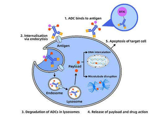 Antibody endocytosis efficiency test reagent