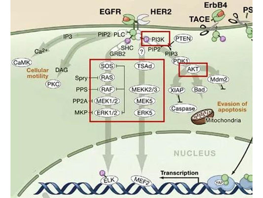 Unleashed Carcinogenic Molecules: How the EGFR Signaling Pathway Drives Tumor Growth and Becomes a Target for Precision Therapy