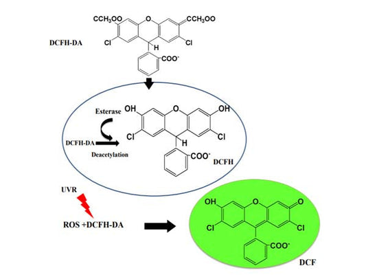 Cellular reactive oxygen species (ROS) assay strategy