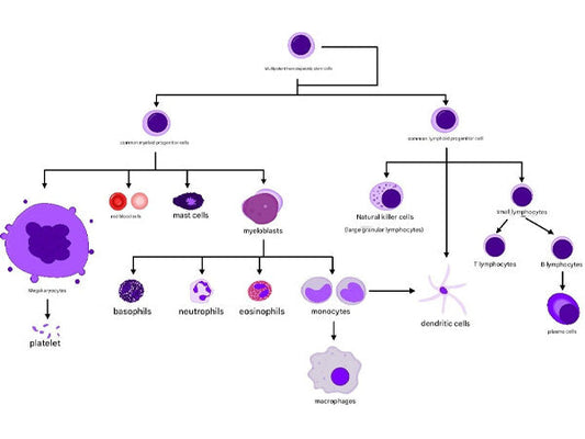 The "Identity Code" of Immune Cells: Unlocking the Mystery of Cell Identification through CD Molecules