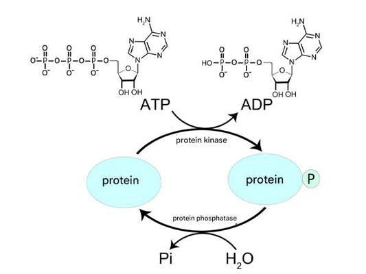 New Product Express | Glass gel phosphorylated protein gels