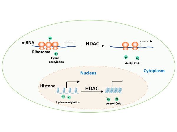 A Comprehensive Guide to Protein Acetylation Research: From Modification Discovery to Functional Analysis