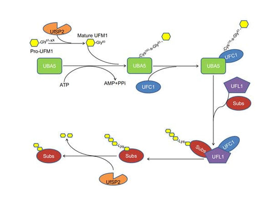Emerging Star in Post-Translational Modifications: UFMylation.