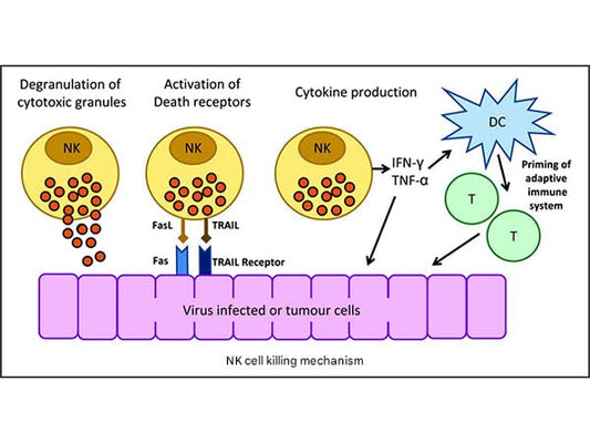 Follow-up Research on Immune Cell Culture Strategy (6)