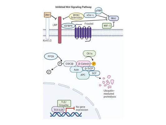 β-Catenin's Multifaceted Roles: Exploring Physiological Regulation and Disease Mechanisms
