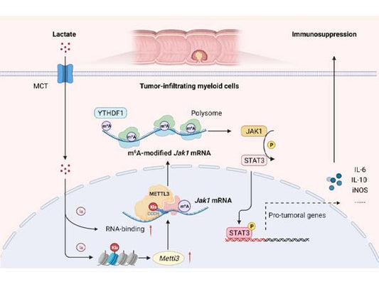 Metabolic Remodeling and Epigenetic Regulation: A Novel Interpretation of Hepatic Fibrosis Mechanism Based on Lactylation Modification