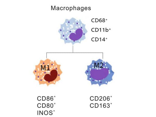 MultiColor Multi - color Flow Cytometry Mini Panel for Macrophage Identification