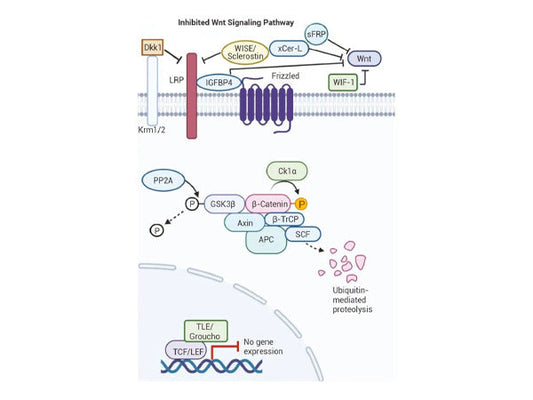 PI3K-Akt Signaling Pathway: Decoding the "Survival Engine" of Cancer Cells and New Directions in Targeted Therapy