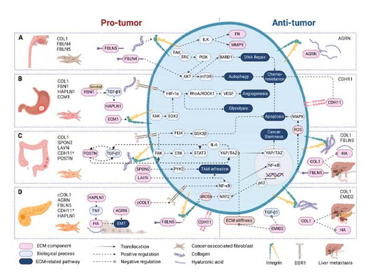 Analysis of the Impact of Extracellular Matrix (ECM) on Epithelial-Mesenchymal Transition (EMT).