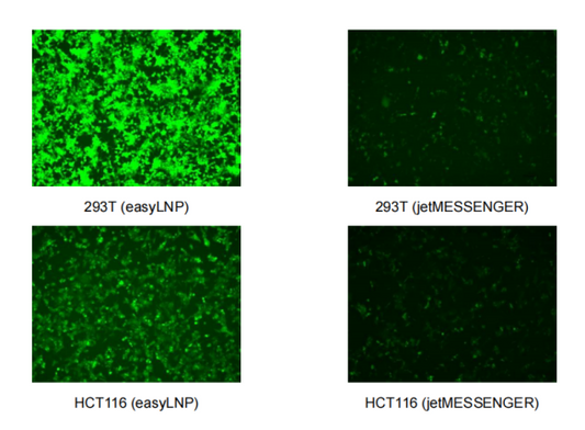 The Ultimate Transfection Tool - Absin's Comprehensive Transfection Reagent Catalog