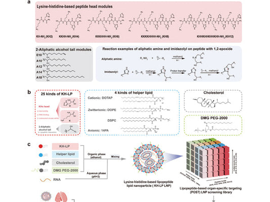 Impact Factor: 27.4! START Secondary Antibodies Facilitate High-Efficiency RNA Delivery Research!