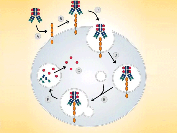 Antibody-Drug Conjugates: How "Biological Missiles" for Precision Cancer Cell Sniping Are Rewriting Oncology Treatment