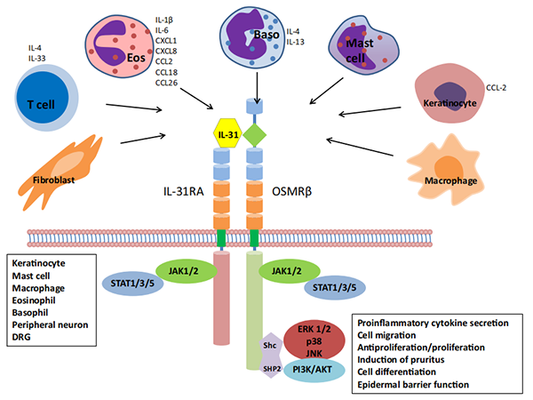 Unveiling IL-31: Why Has It Become a Hotspot in Canine Atopic Dermatitis Research?