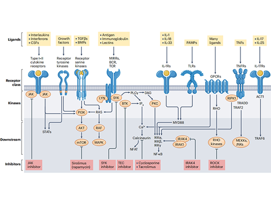 From Bench to Bedside: Two Decades of Breakthroughs in Protein Kinase Drug Development