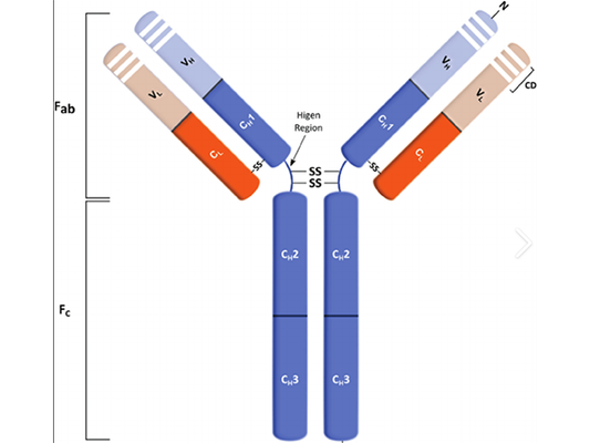 Rapid Quantification of Total IgG in 1 Hour