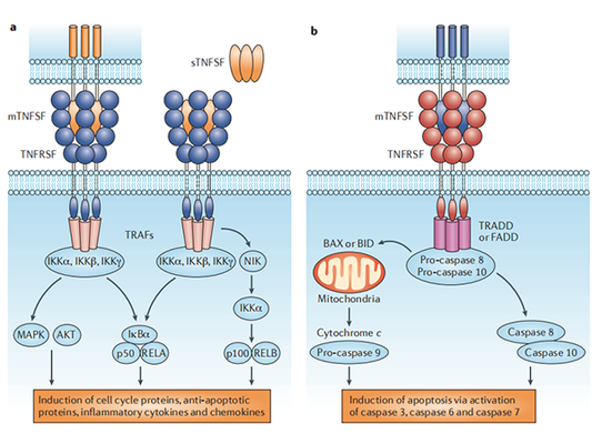 Exploring TNFSF: A Novel Therapeutic Target for Future Medicine?